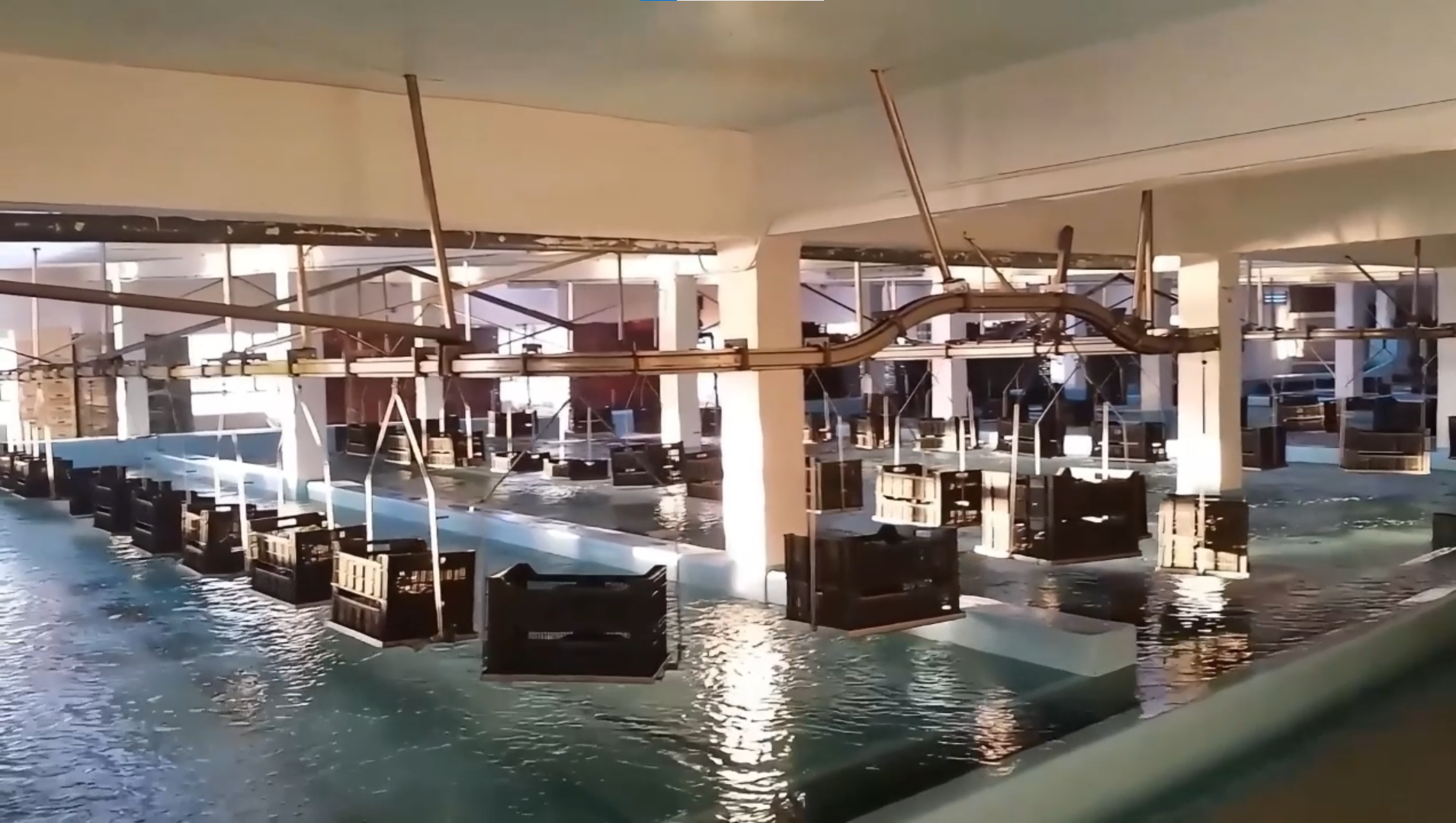 CADENA DE DISTRIBUICION DE DEPURADORA MARISCOS